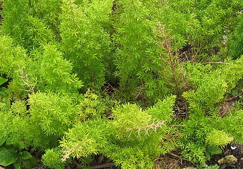 asparagus_BNI2009_040
