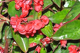 Dragon-Wing-Red