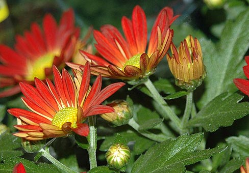 ChrysanthemumDSC_7866