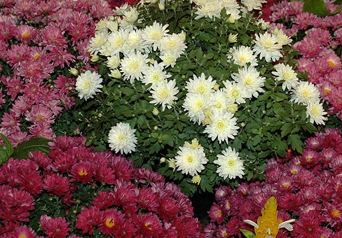 Chrysanthemum_01