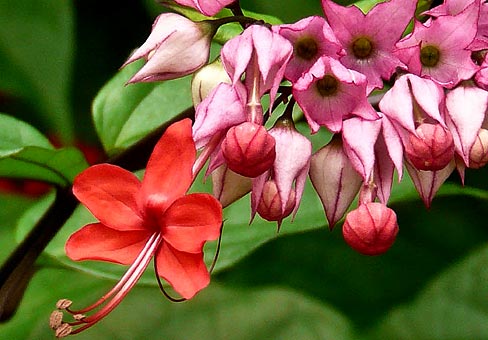 Clerodendrum3