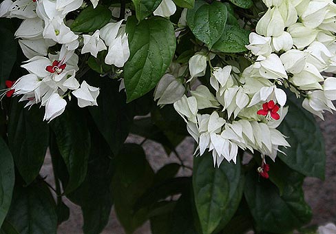 ClerodendrumFOM100607_Italy_956