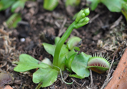 Dionaea_1