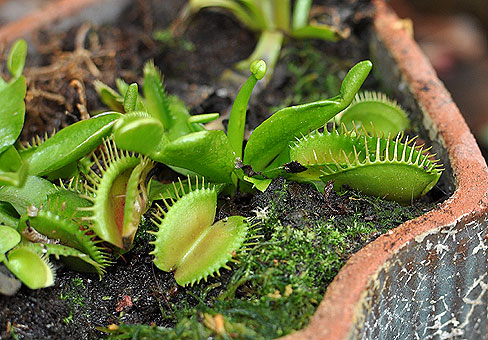 Dionaea_3