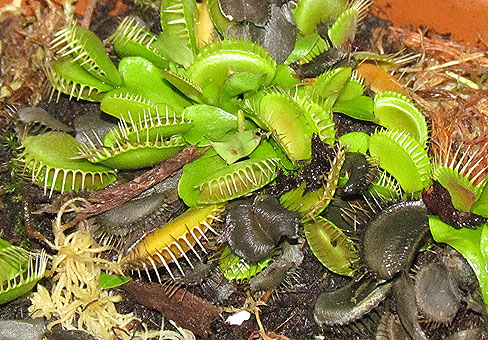 Dionaea_4