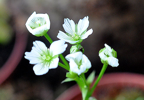 Dionaea_5