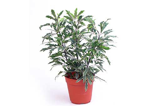 Dizygotheca_01_NU