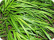 Hakonechloa_pre
