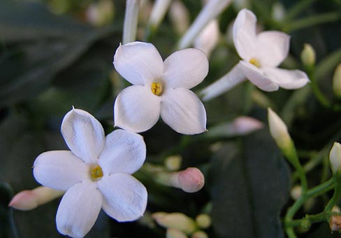 Jasminum1