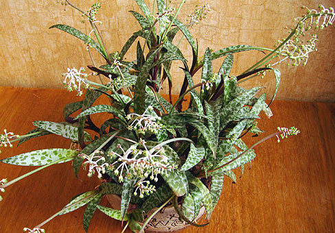 Ledebouria1