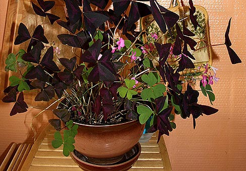 Oxalis2