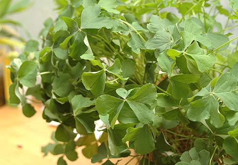 Oxalis3
