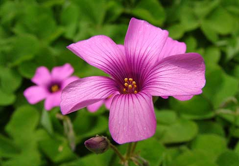 Oxalis4