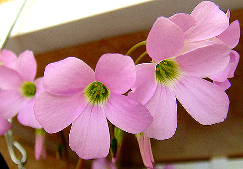 gali52_Oxalis1