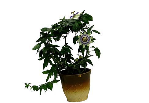 Passiflora1