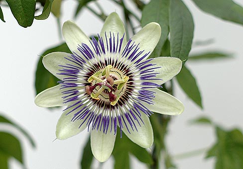 Passiflora4