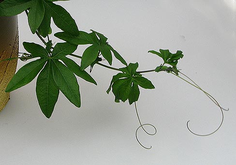 Passiflora5