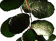 Пеллея