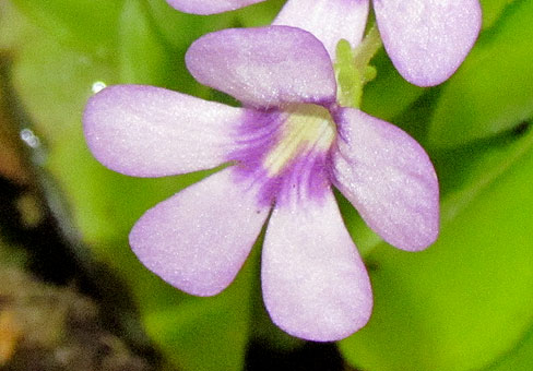 Pinguicula_1