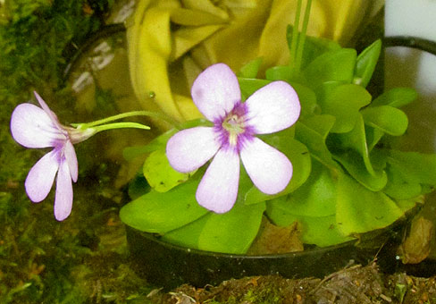 Pinguicula_2