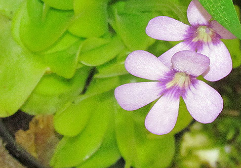 Pinguicula_3