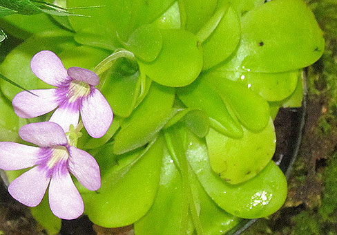 Pinguicula_4