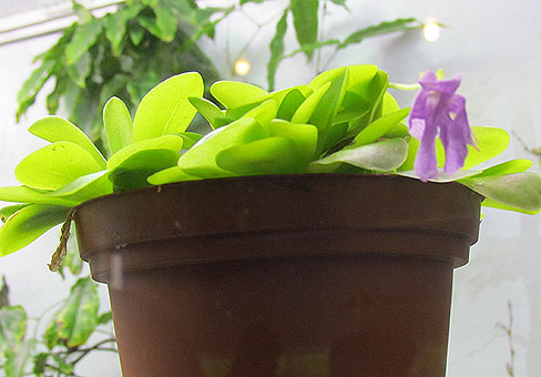 Pinguicula_5