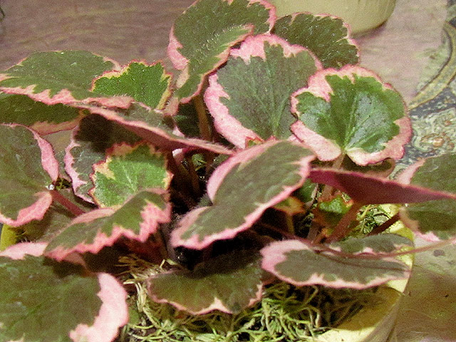Saxifraga4