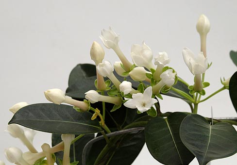 Stephanotis1