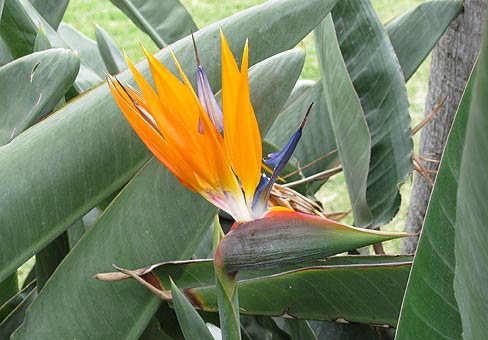 Strelitzia1