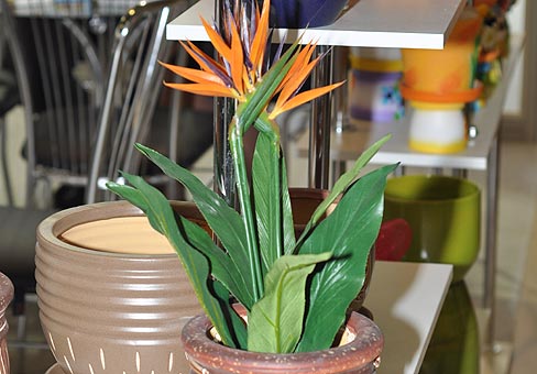 Strelitzia3