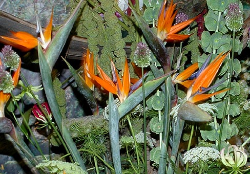 Strelitzia4