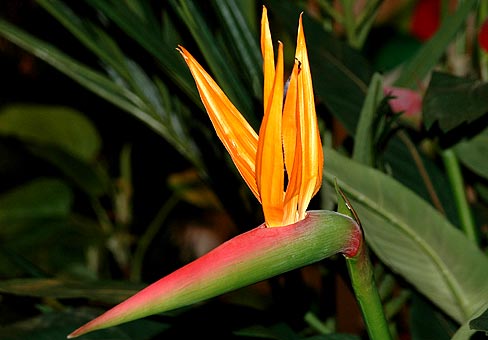 Strelitzia5