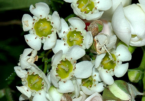 Геральдон, хамелауциум, дарвиния, ваксфлауэр 