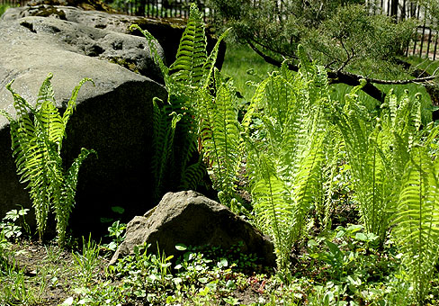 paporotnik