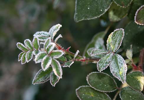 snowrose