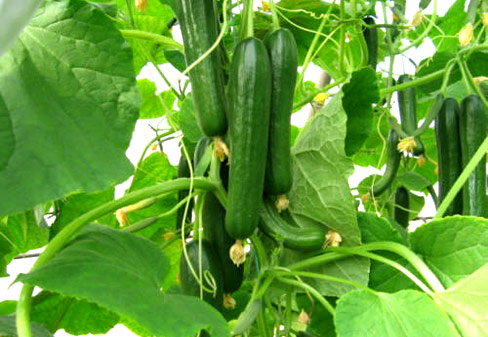 CucumberHillwood