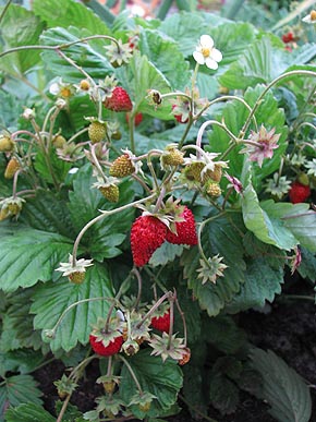 Strawberry_03