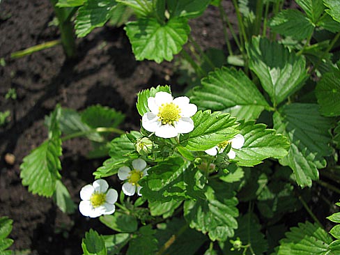 Strawberry_1