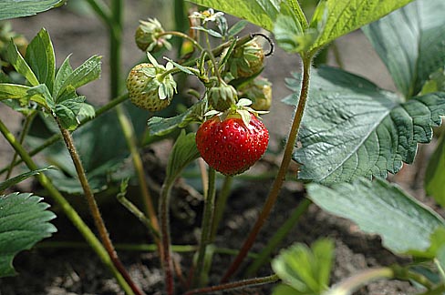 Strawberry_2