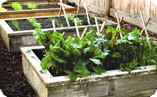 raised-beds_pre
