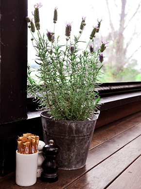 flowerpot