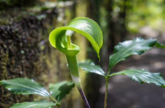 Arisaema mcmahanii. Новый вид растения был обнаружен во Вьетнаме.
