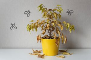 Фикус который заболел и погебает
